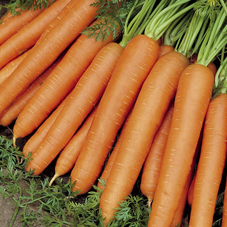 Verzorging Zomerwortel