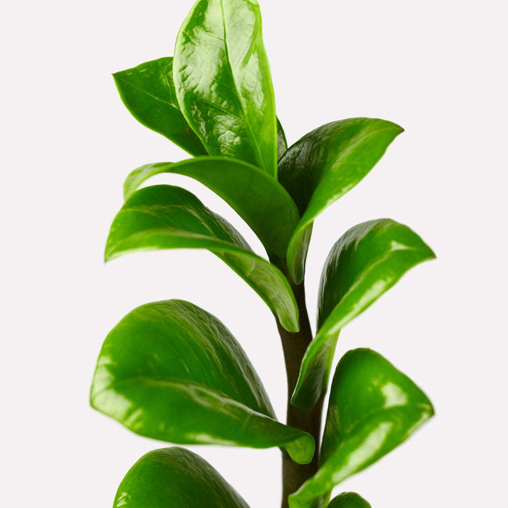 Verzorging ZZ-Plant
