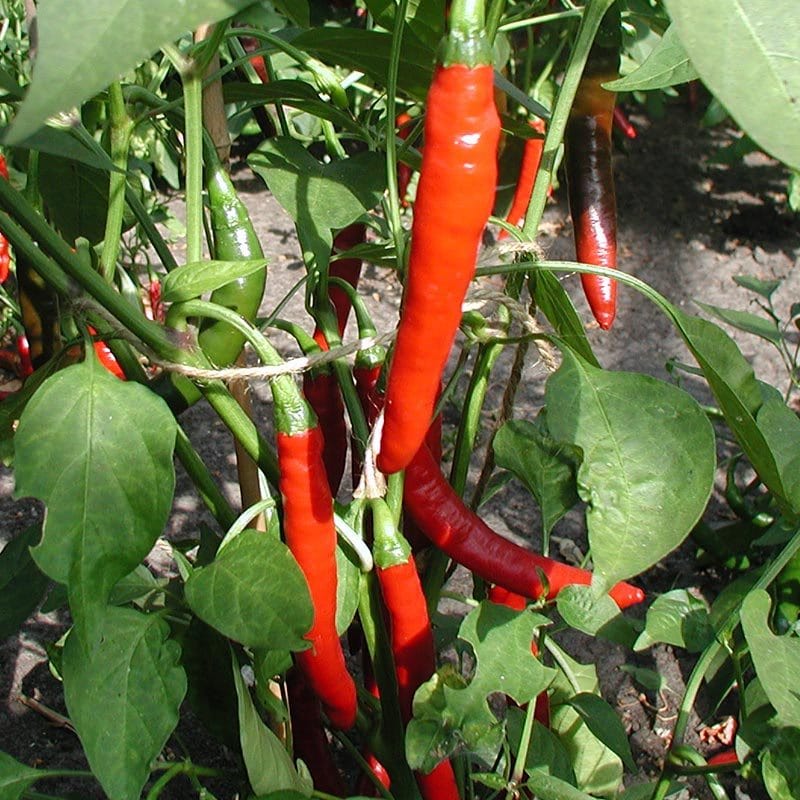 Peper Westlandse lange Rode bestellen? Biologische zaden – Sprinklr