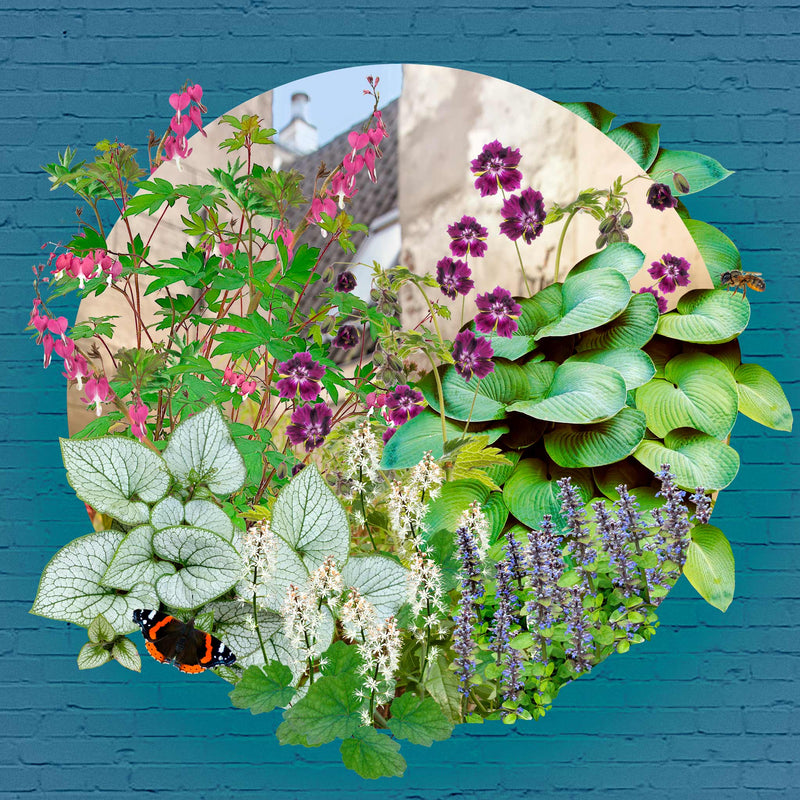 Collage beeld van de planten die in het balkontuintje schaduw zitten