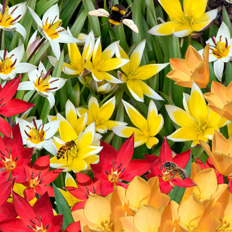 Mix van gele, rode en witte biologische bloembollen, goed voor wel 50 botanische tulpen.