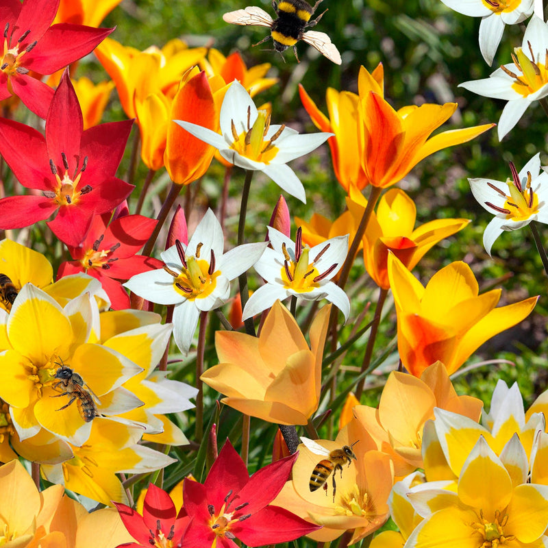 Mix van gele, rode en witte biologische bloembollen, goed voor wel 50 botanische tulpen.