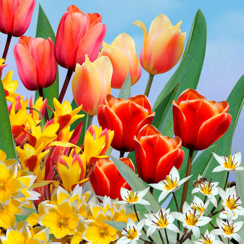 Collage van rode, gele en witte tulpen