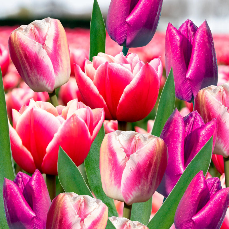 Collage van roze en paarse tulpen 
