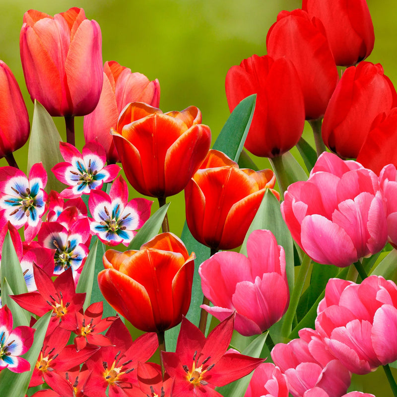 Collage van roze en rode tulpen