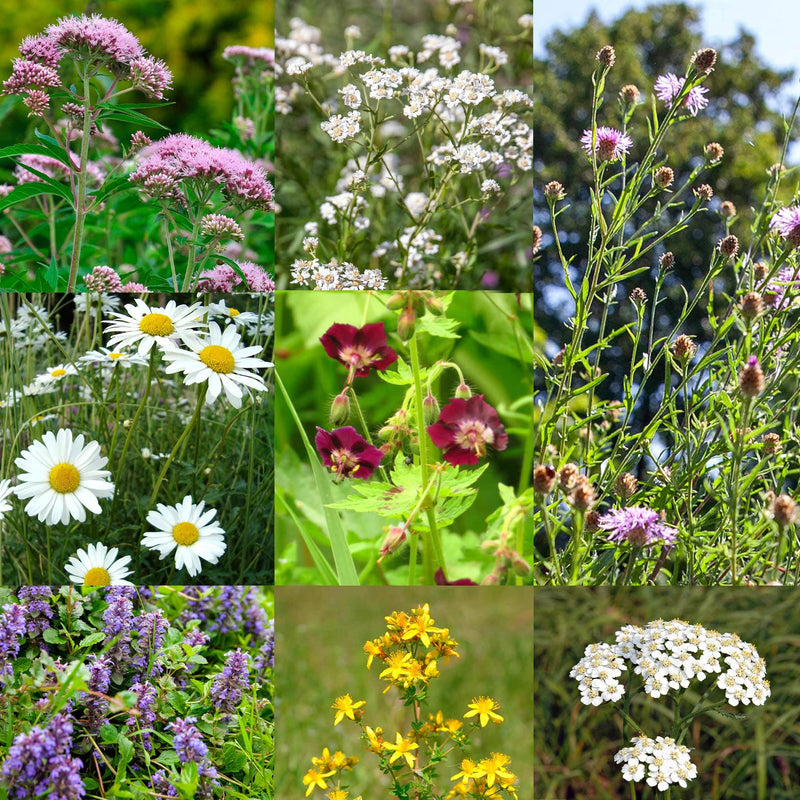 Collagebeeld van planten die in Tuiny Bloeipakket zitten