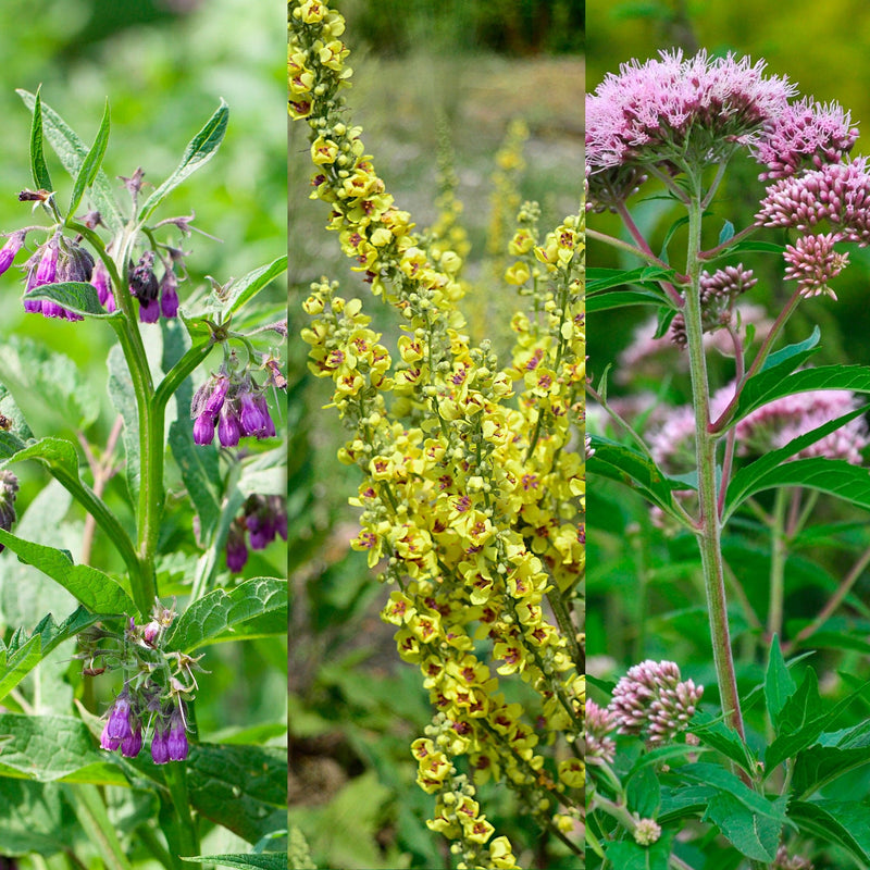 Compilatiebeeld van drie inheemse planten met paarse, gele en roze bloemen