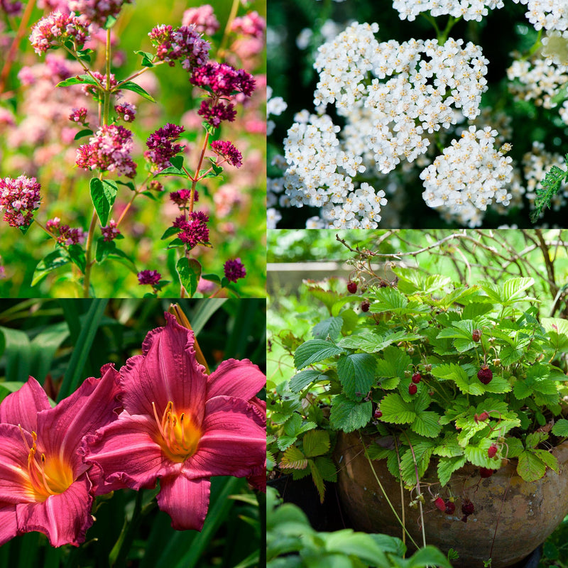 compilatiebeeld van planten die in pakket Oppepper Eetbare Tuin zitten