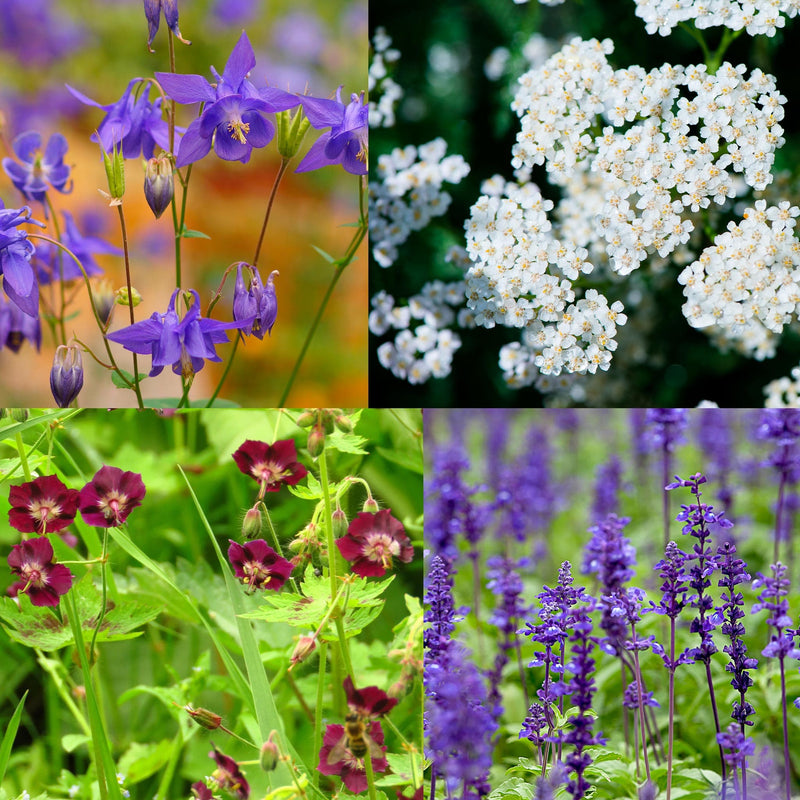 compilatiebeeld van planten die in pakket Oppepper Inheems zitten