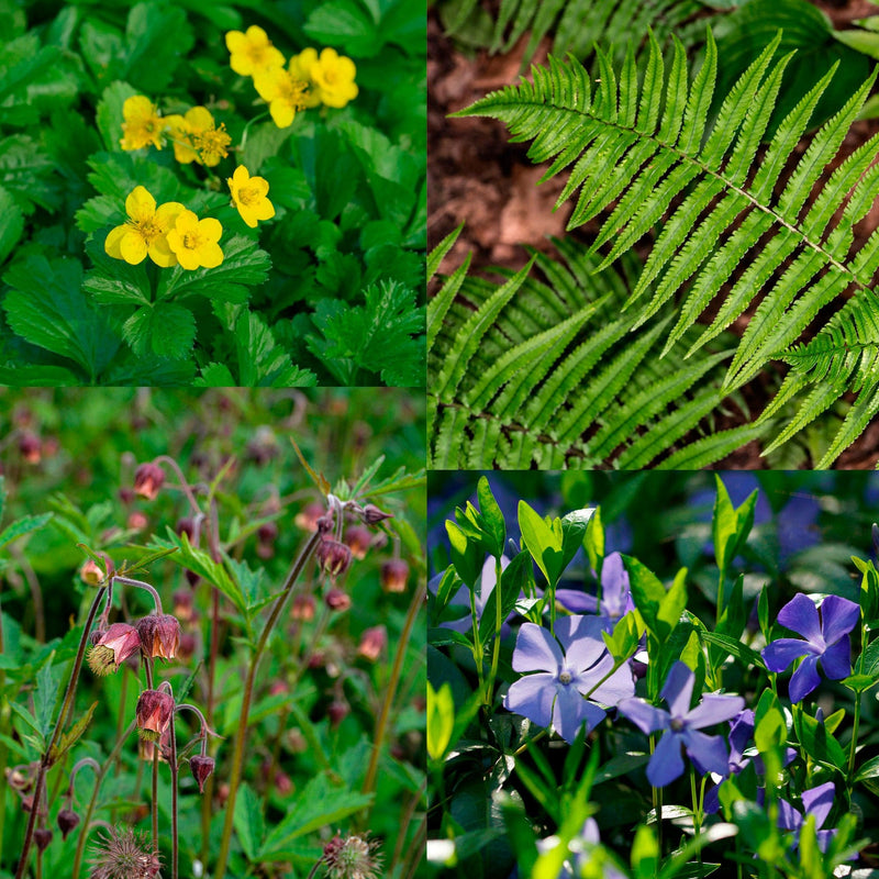 compilatiebeeld van planten die in pakket Oppepper Wintergroen zitten