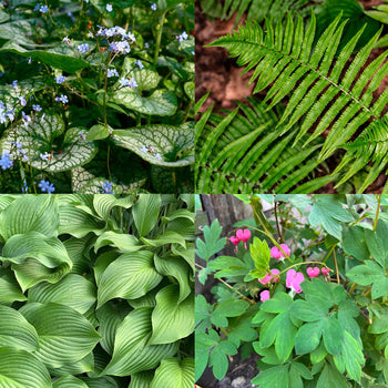 Pottentuintje Schaduw