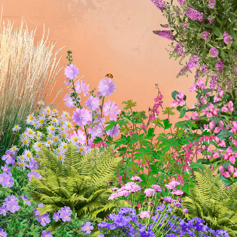 Collage van biologische roze en paarse planten in een borderpakket.