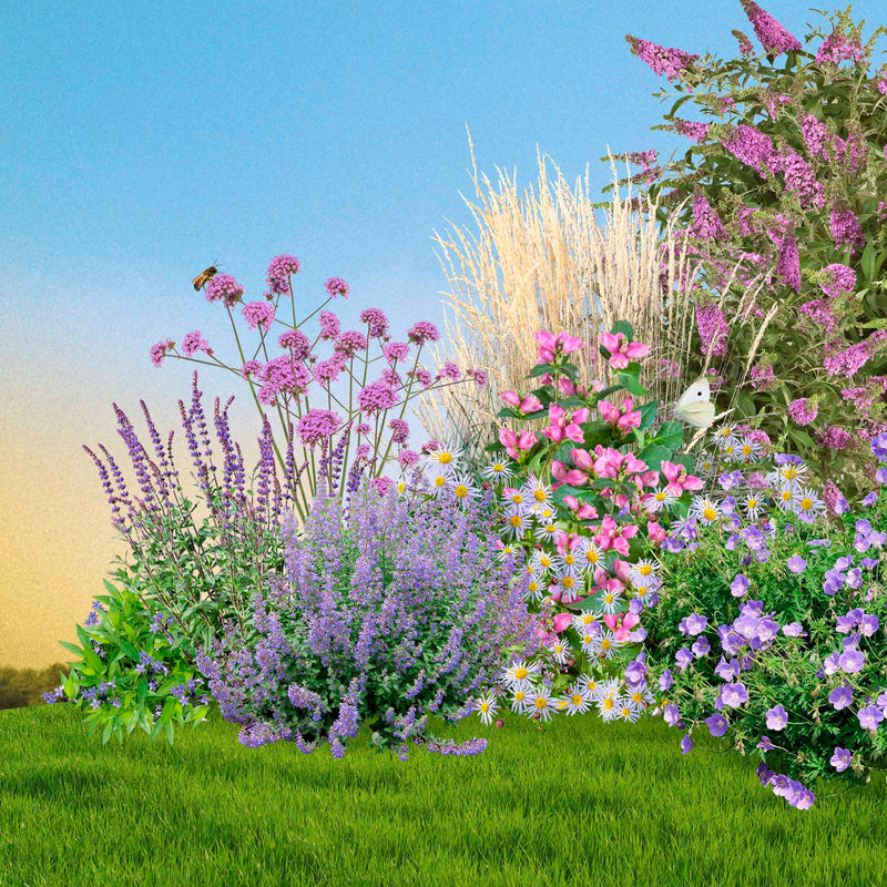 Collage van biologische roze en paarse planten in een borderpakket.