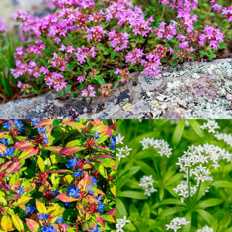 Collage van planten uit stapstenenpakket