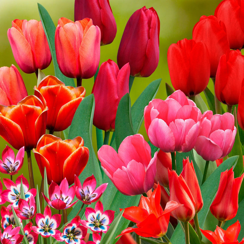 Collage van roze en rode tulpen