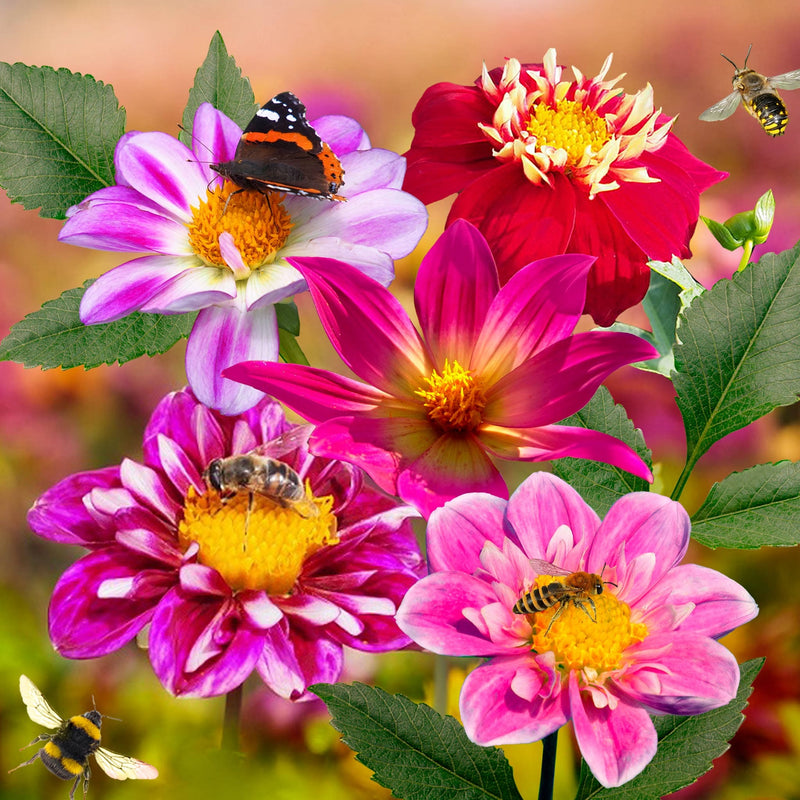 Biologische dahlia bijenmix, roze en rode bloemen met vlinders en bijen erop.