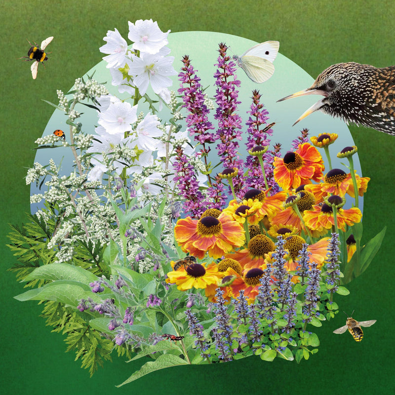 Collage van de planten in het Eco Tuintje met vogels, bijen, vlinders en insecten