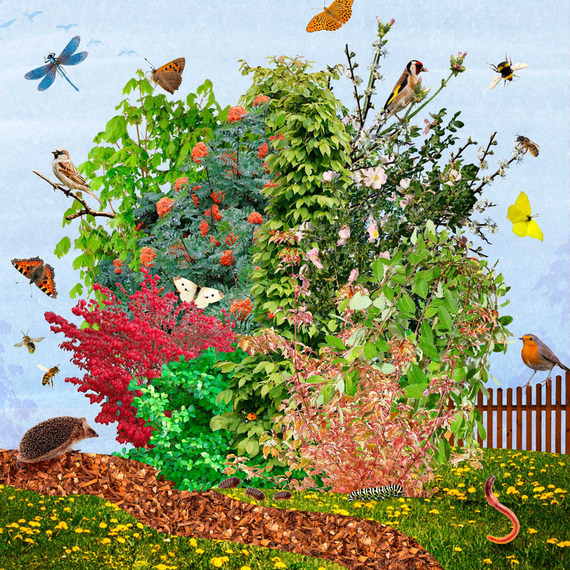 Een illustratie van alle planten uit Tuiny Forest met insecten en dieren eromheen verzameld