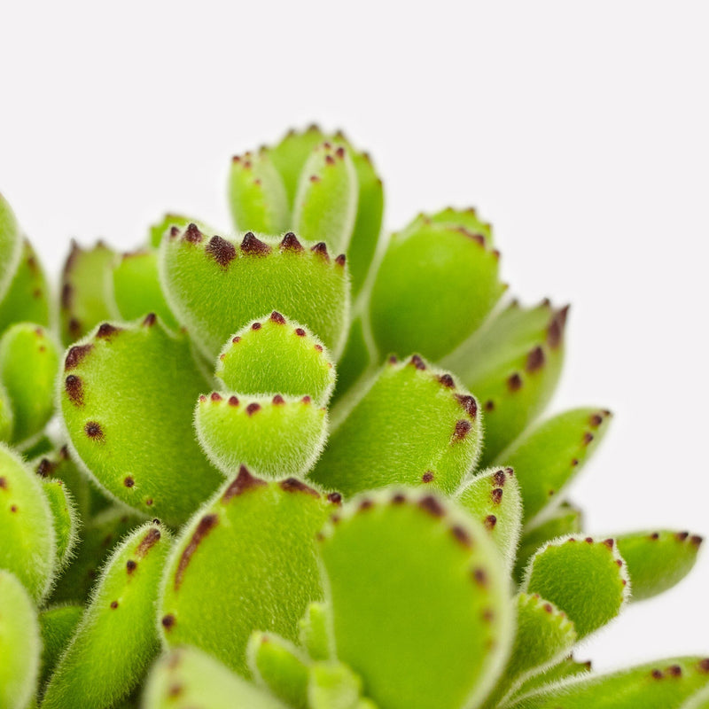 Close up van Berenpootje, plant met dikke harige pootvormige blaadjes