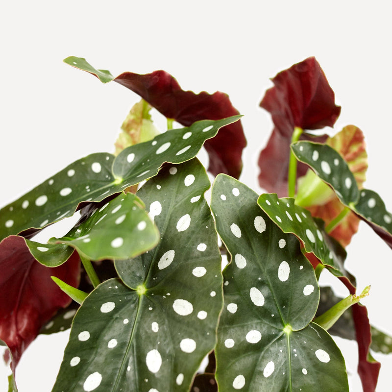 Close-up van blad Polkadot Begonia, groen langwerpig blad met witte stippen en rode onderkant