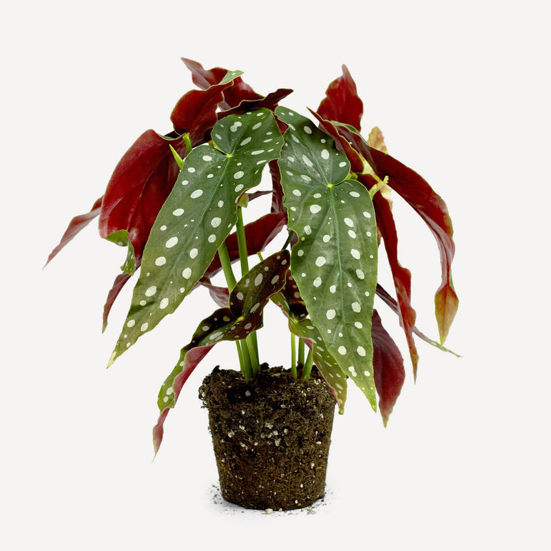 Totaalfoto van Polkadot Begonia, een plant met groen langwerpig gepunt blad met witte stippen en rode onderkant