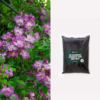 Klimroos Veilchenblau