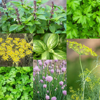 Zadenpakketje Kruiden