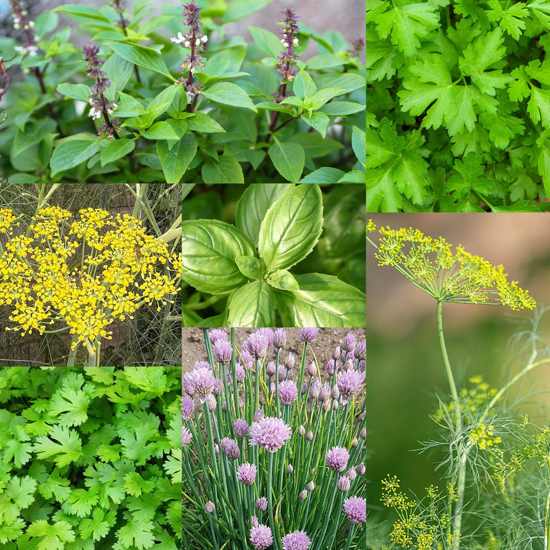 kruiden pakket zaden, collage van kruidensoorten en bloemen
