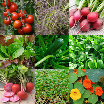 Zadenpakketje Moestuin