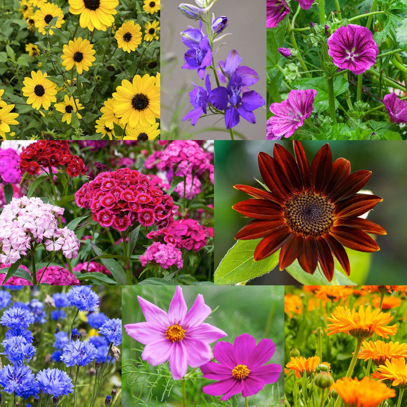 Collage van gekleurde bloemen uit het zadenpakket