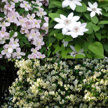 Klimmers Wintergroen & Bloei