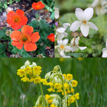 Vroege Bloeiers Kleurrijk Voorjaar