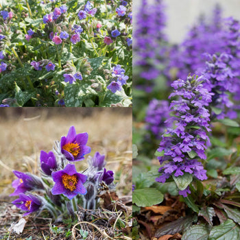 Vroege Bloeiers Paars-Roze