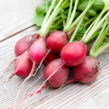 Radijs Cherry Belle - Zaden