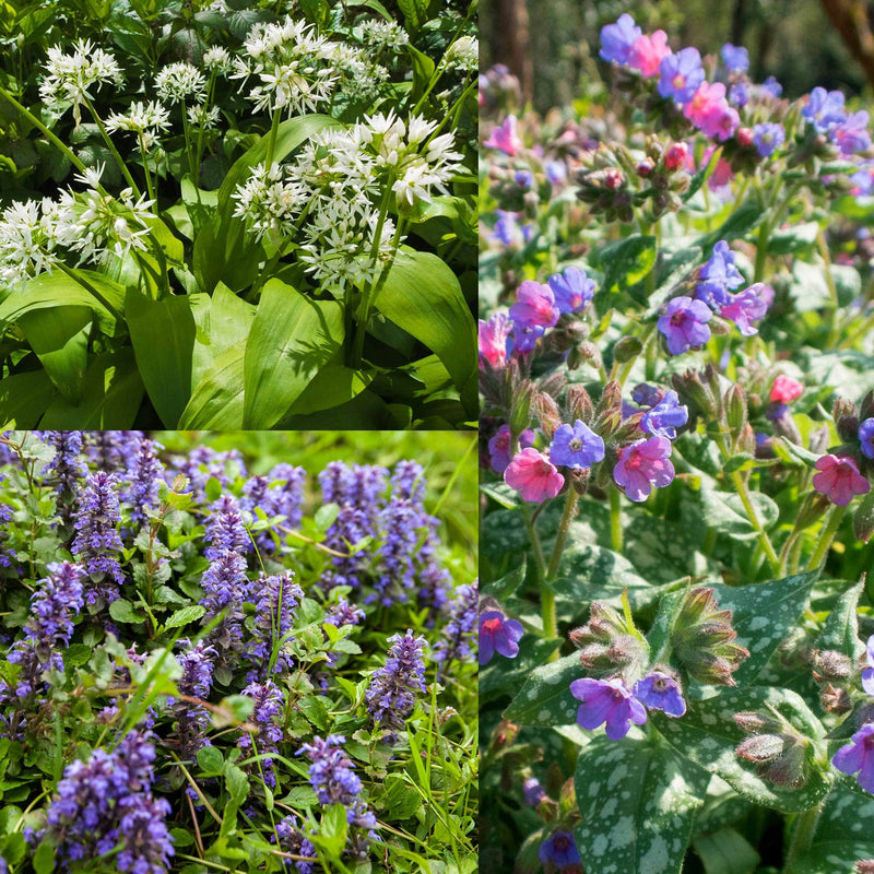 compilatiebeeld van bloeiende schaduwplanten met paarse en witte bloemen