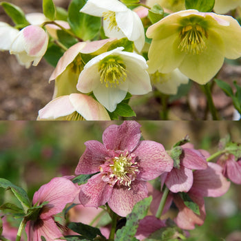 Kerstroos Helleborus mix