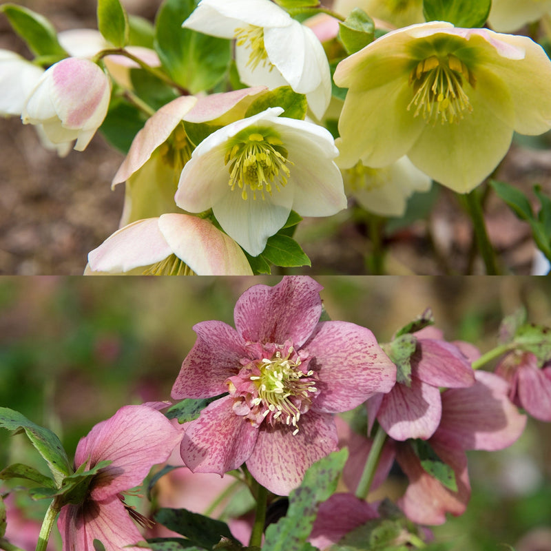 Twee soorten hellebori, met witte bloemen en oudroze bloemen 