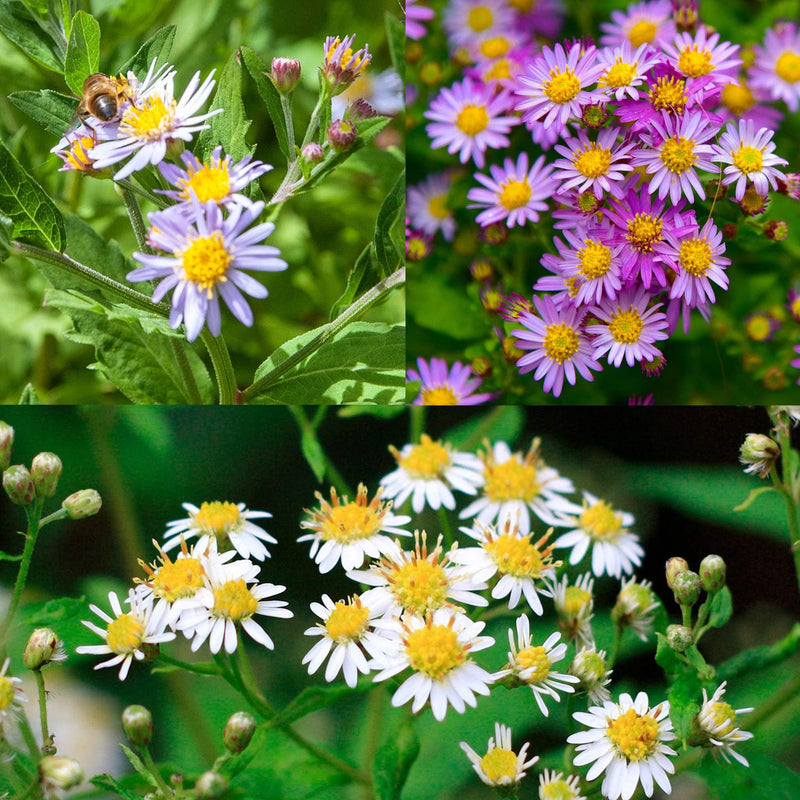 Nazomerbloeiers  Herfstaster Asran, Aster Ezo Murazaki en Sneeuwsteraster