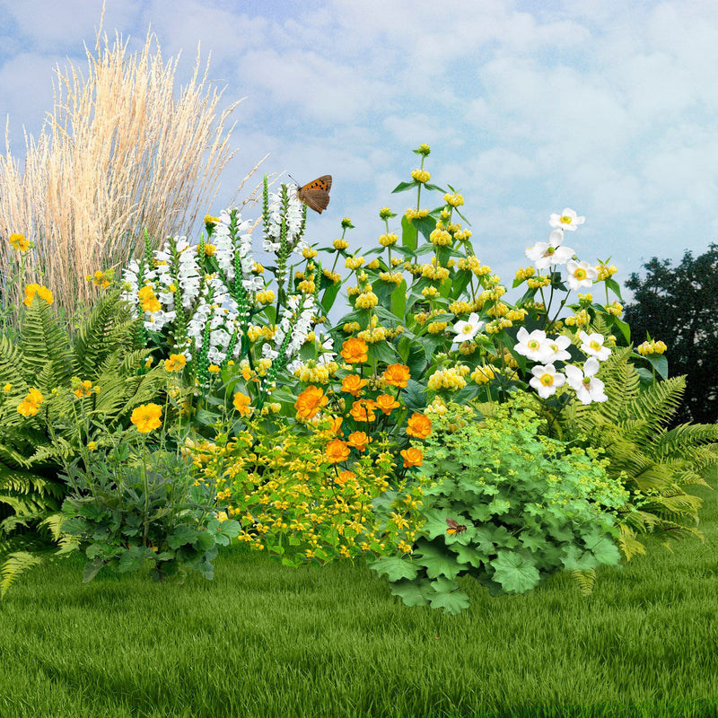 collage van planten uit Borderpakket Geel half-zon