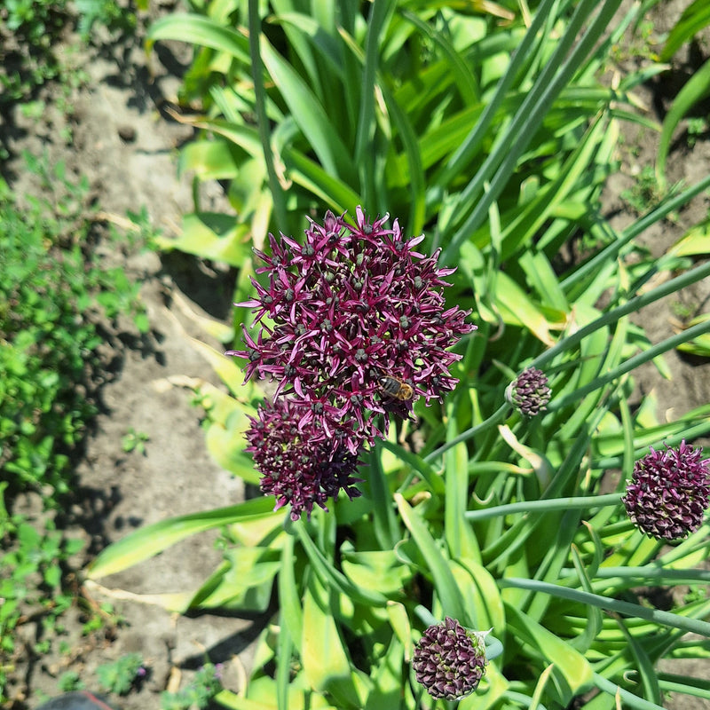Allium Magic