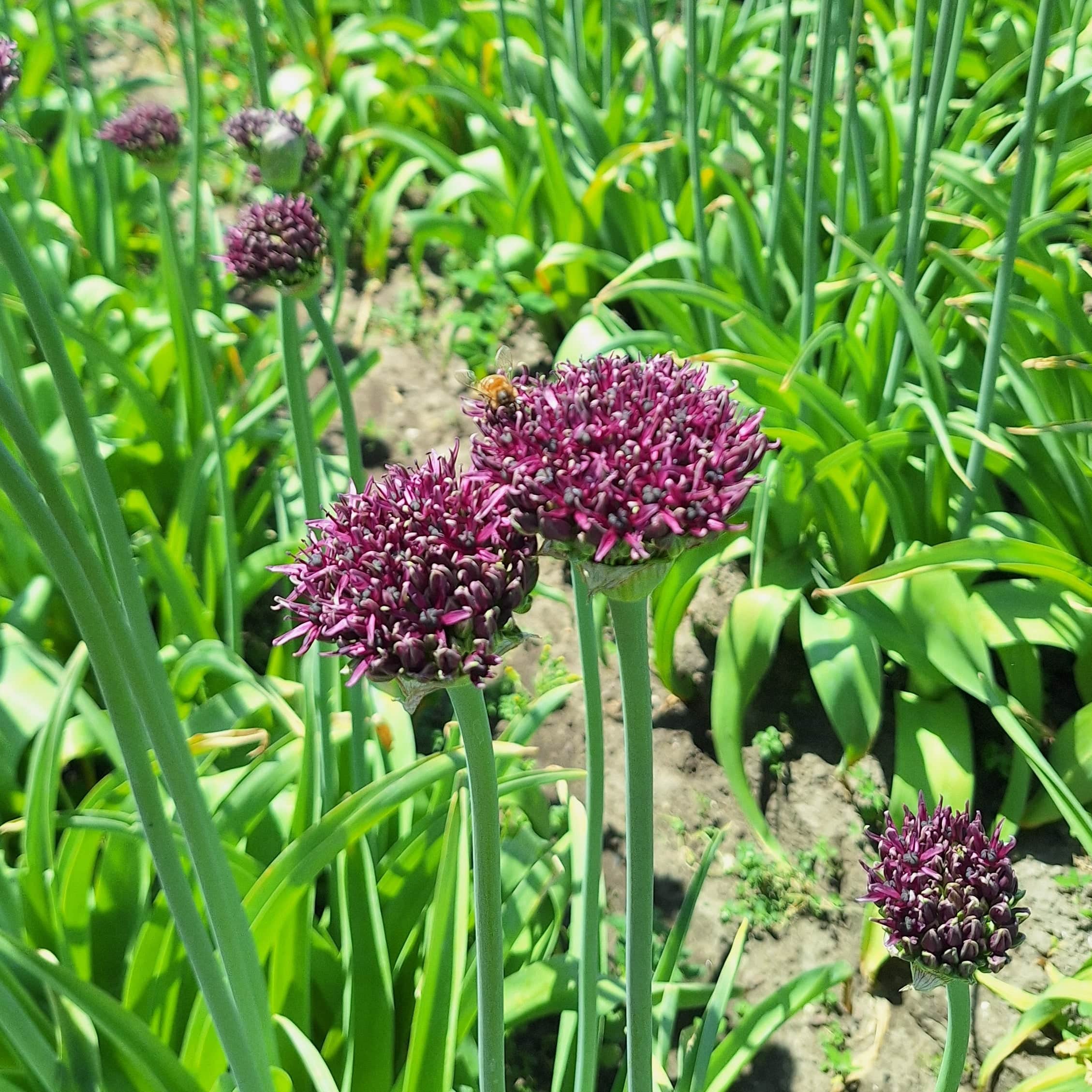 Allium Magic - Sierui bestellen? | Biologische bloembollen | Sprinklr