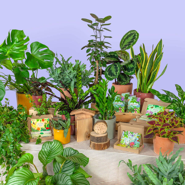 Liedewij tussen de kerst kamerplanten