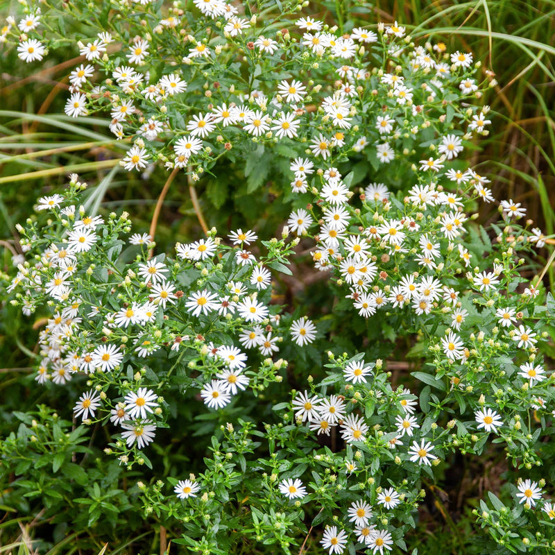 Biologische Aster Ashvi, groene struik met witte bloemetjes