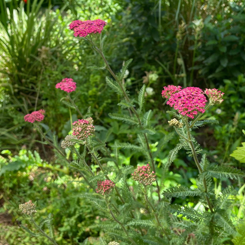 Achillea millefolium / Duizendblad Cassis, kleine roze schermbloemetjes tegen groene achtergrond