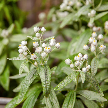 Siberische edelweiss