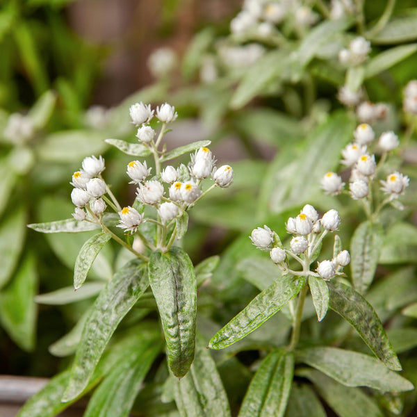 Siberische edelweiss