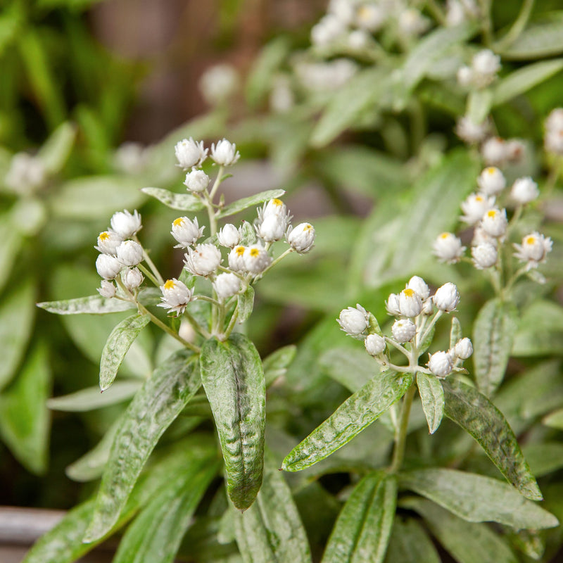 Biologische Siberische Edelweiss, een grijsgroene plant met witte bloemetjes