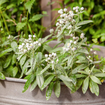 Siberische edelweiss