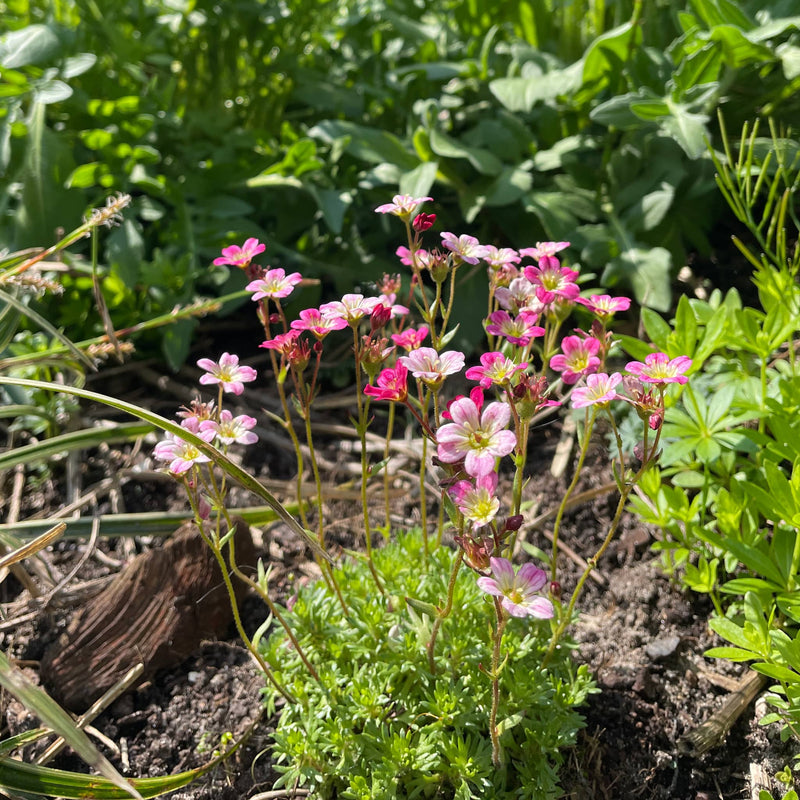 Duurzaam gekweekte steenbreek zonder pesticiden, plant met roze gekleurde bloemetjes