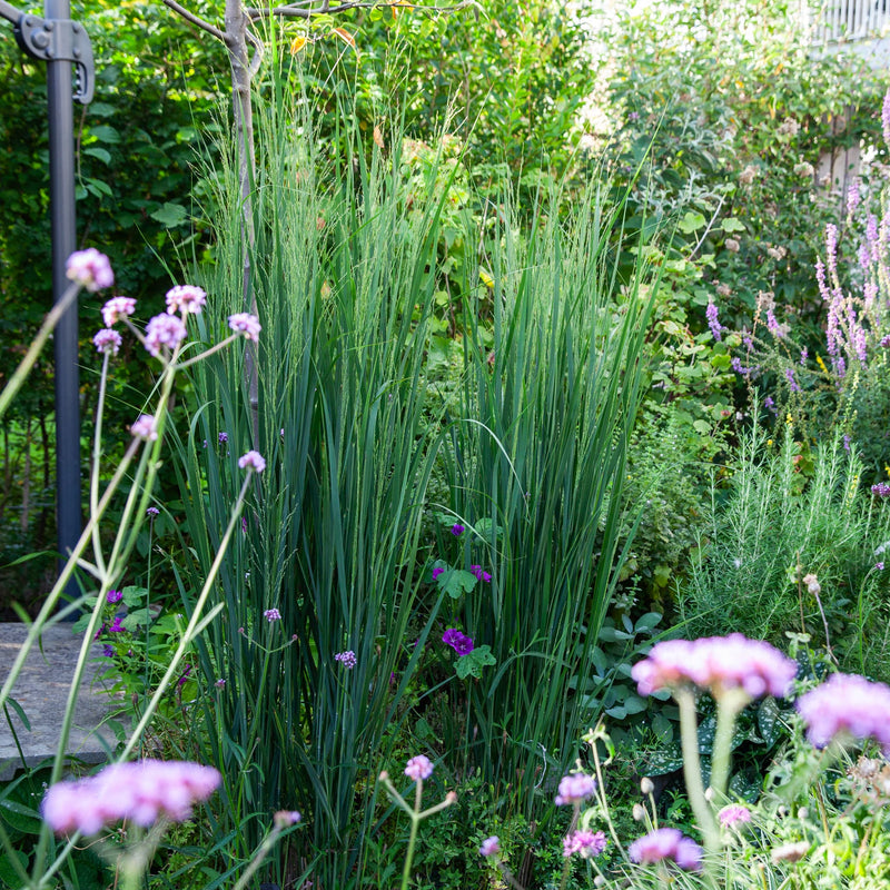 Vingergras North Wind, groen siergras in een tuin